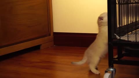 Funniest cute cat and kitten video.. #viral #fun #funny #cat