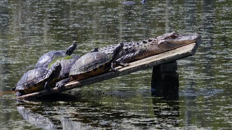 Unusual Neighborhood: Crocodile and Turtle...