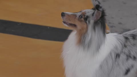 dog training video
