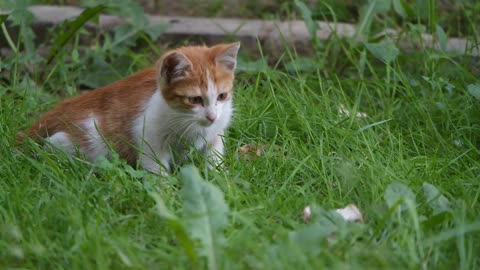 A domestic short-haired cat