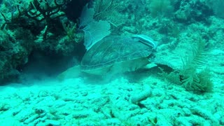 Tortuga marina de tres patas disfruta una rascada de espalda