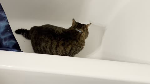 Cat Can't Get Out of Deep Tub