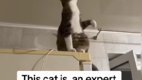 Fanny cat videos | kitty cat video | Cute cat videos | Pet Animal video | Kittycat video |