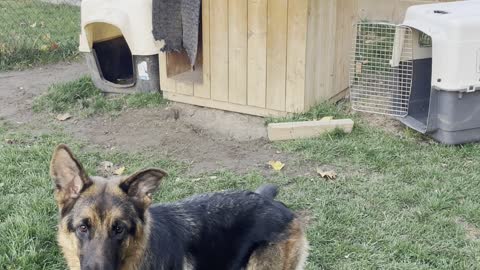 German Shepherd puppies crazy competitive play
