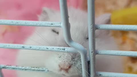 Hamster Preparing to Escape