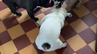 Three French Bulldogs Play Tug-Of-War