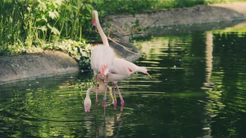 Flamingo - Dancing