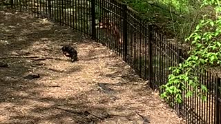 New Iron Fence Doesn't Stop Dog from Escaping