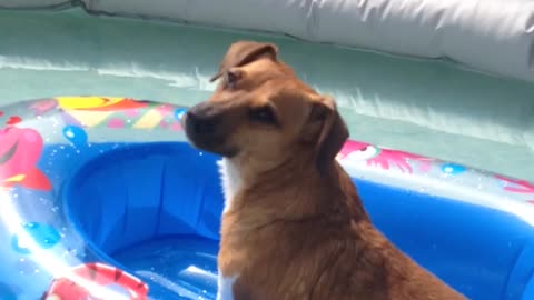 Jack Russell loving his boat