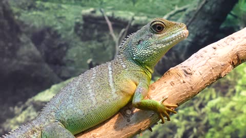 How to adapt a Water dragon at house