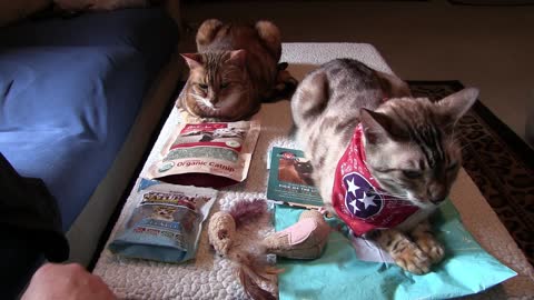 Pet Treater Monthly Mystery Bag for Cats Review - May 2020