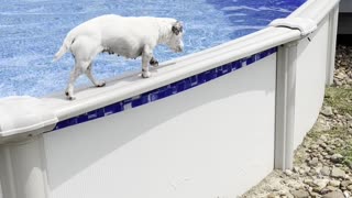 Dog Has Interesting Way of Getting Out of Pool