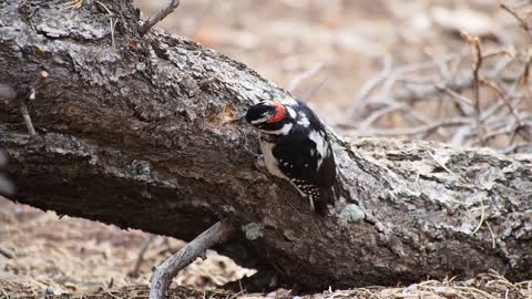 Hairy Woodpecker Bird Woodpecker Feeding Eating