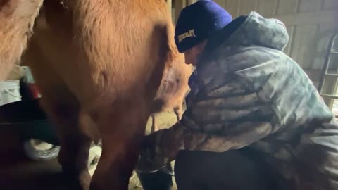 Dexter Family Milk Cows: Elemental Prairie Light