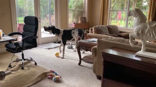 Howling Great Dane Complains His Dinner Is Late