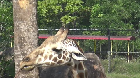 Giraffe Eating While A Train Goes By