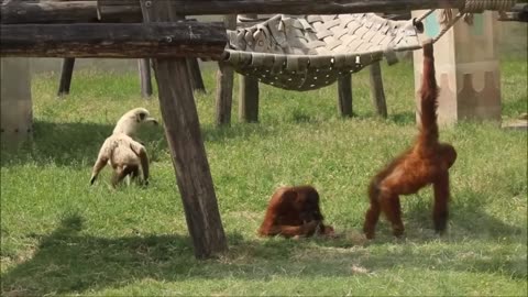 Cute Gibbons Playing & Climbing