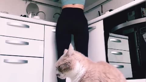 Hungry cats doing silly things for food