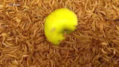 Mealworms eating gr0.000 worms!_Cut