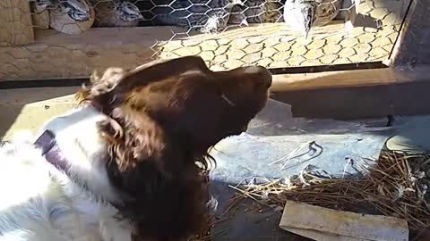 Boudreaux talking to the quail