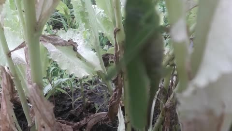 Locust on lettuce