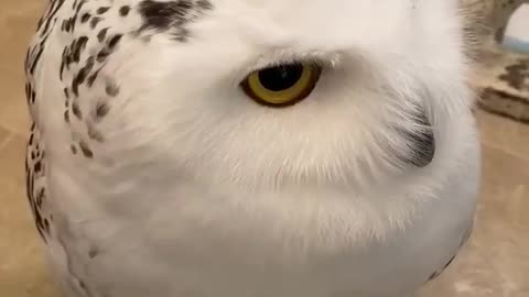 Owl video #Adorableowl #Whiteowl