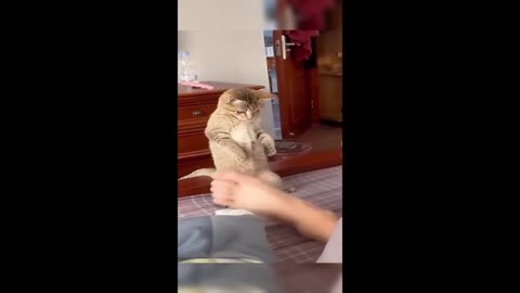 "Cat Fighting and Sitting on Top of Tortoise: Funniest Compilation!"