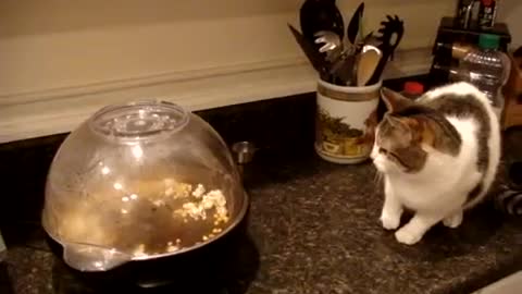 Cat Terrorized by Popcorn