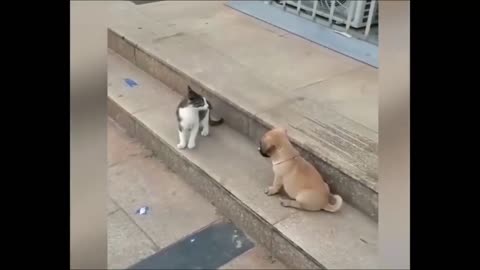 Funny cat and dog fight