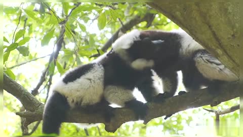 Lemur On A Branch Of Tree Forest Lemur Nature Wildlife Lemur On A Tree Lemur