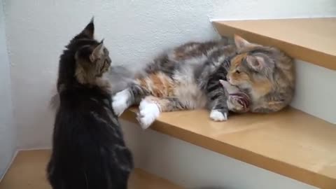 Maine Coon and Norwegian Forest cat playing