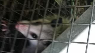 Caught a baby Opossum