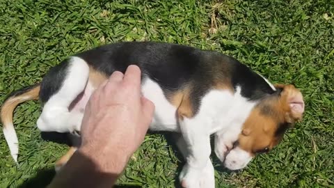 Tips for Tickling Your Beagle Puppy Safely and Effectively