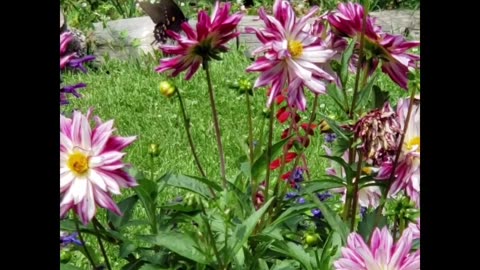 Swallowtail Butterfly