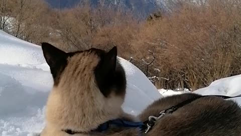 Hiking on the snow with a cat