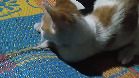 This cat is very active moving adorable entertaining guests