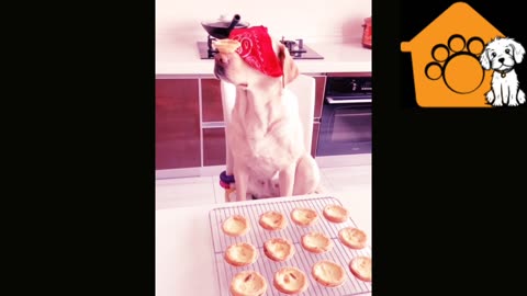 Funny Dogs eating skill