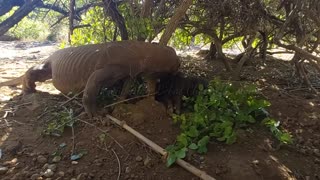 Again komodo prey on wild boar