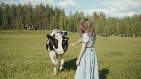 A little girl with a pretty cow