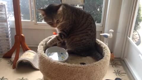A cat drinks water with his hand