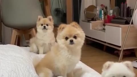 3 Cute Dogs Pet Compilations