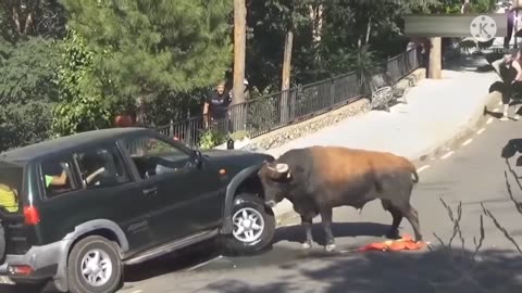 Unexpected Animals attacks !