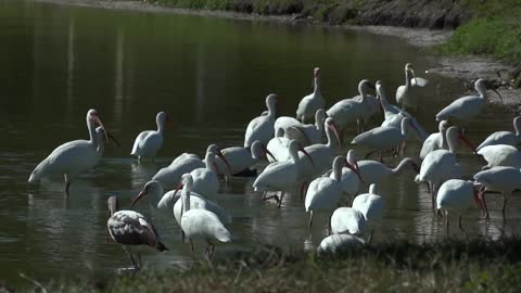 look at this bird eating in the sea