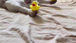 Sleepy Pup with Ducky Paws