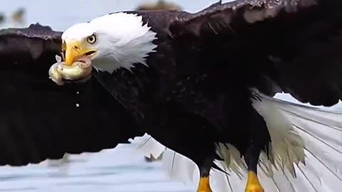 The male eagle spread his wings and expanded his plans. amazing.