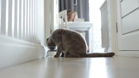 Cat Eating from a Bowl