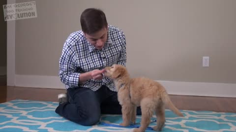 How to train your new puppy! Puppy 101