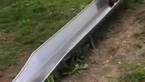 Kid and Dog Have Fun Together While Playing on Slide