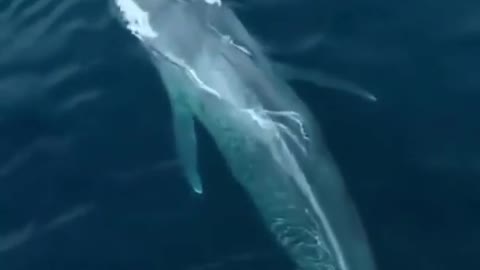 Big Whale