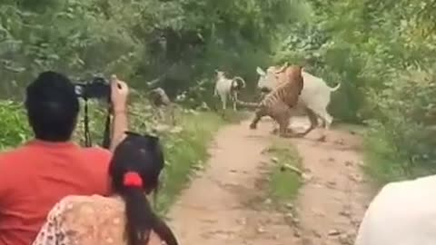 Tiger attacks Cow! Ranthambore!